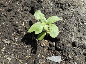 DSCN9972 DSCN9972