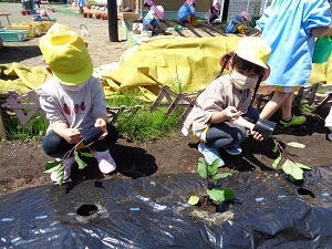 植える