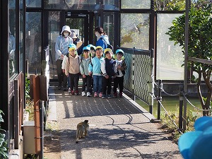 リスザル (2) リスザル (2)