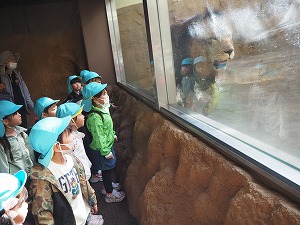 ライオン ライオン