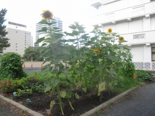 交流会-IMG_0456