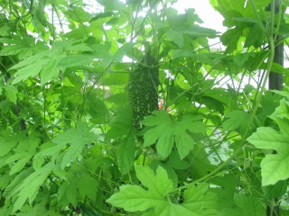交流会-IMG_0460