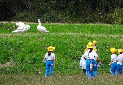 白鳥がいたよ 白鳥がいたよ