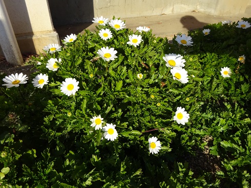 千波小花壇の花 千波小花壇の花