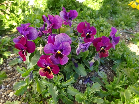 千波小花壇の花 千波小花壇の花