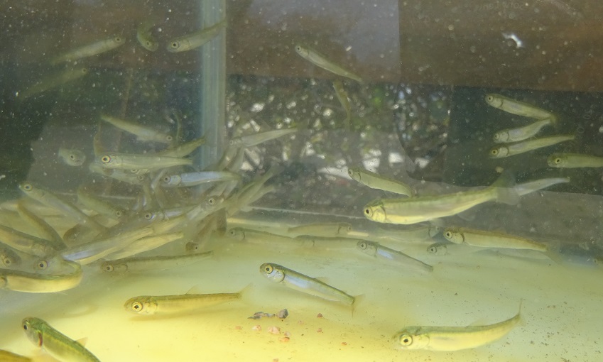 サケの稚魚 サケの稚魚
