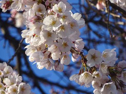 千波小の桜 千波小の桜