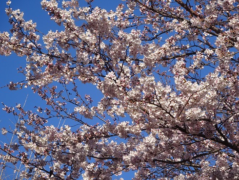 千波小の桜 千波小の桜