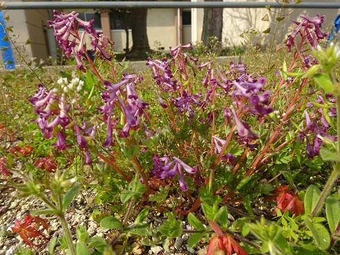 草花1 草花1
