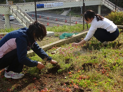 草取り 草取り