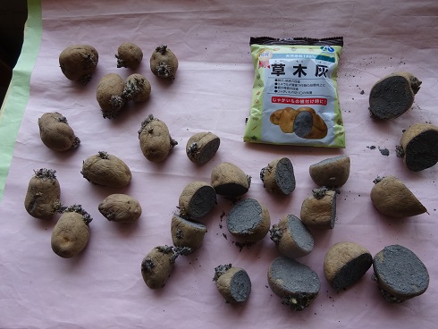 切口には灰を塗ります。 切口には灰を塗ります。