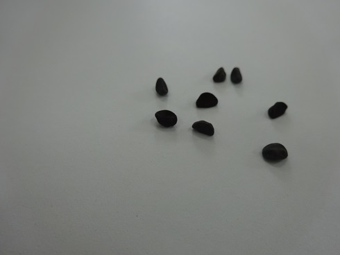 なんの種(たね)? なんの種(たね)?
