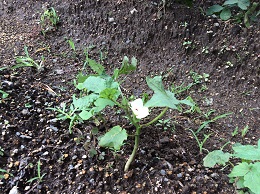 オクラ オクラ
