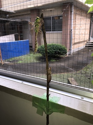 トンボ2 トンボ2