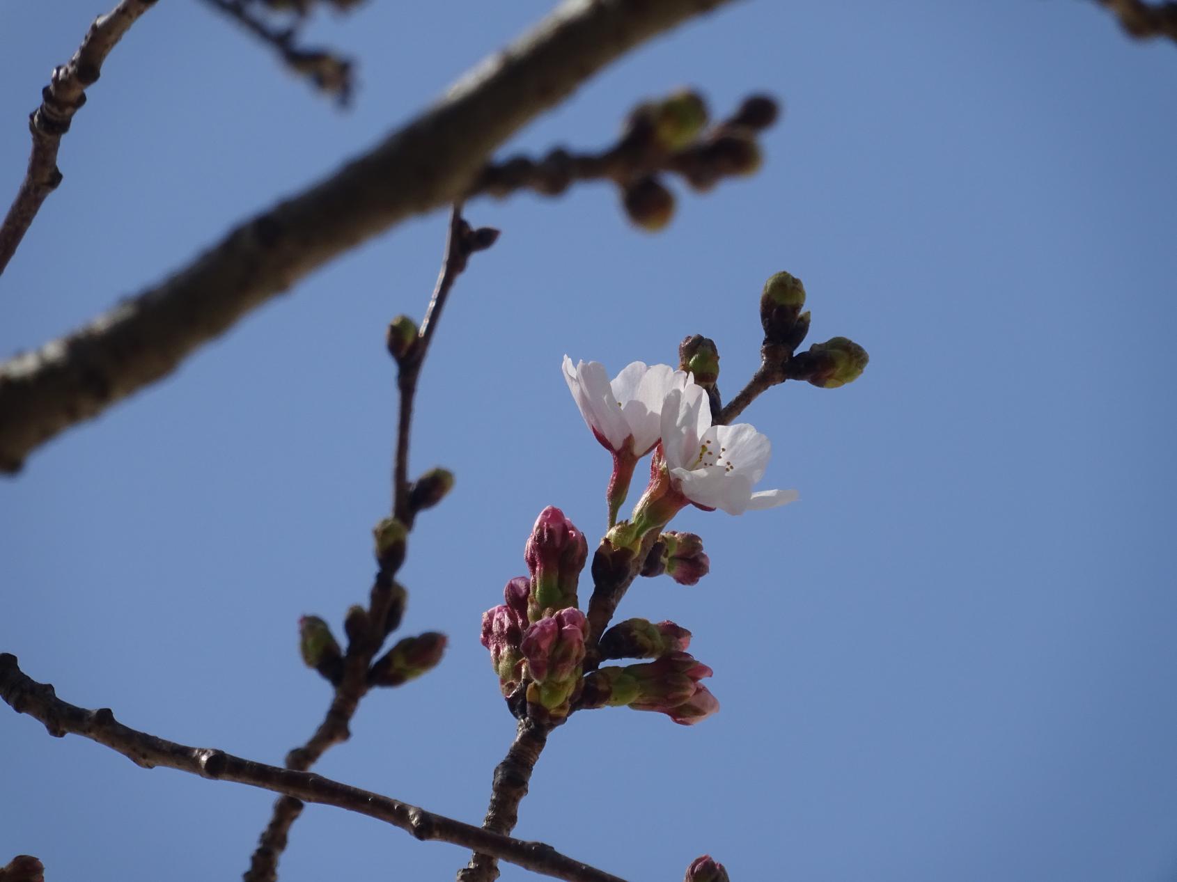 桜咲きました