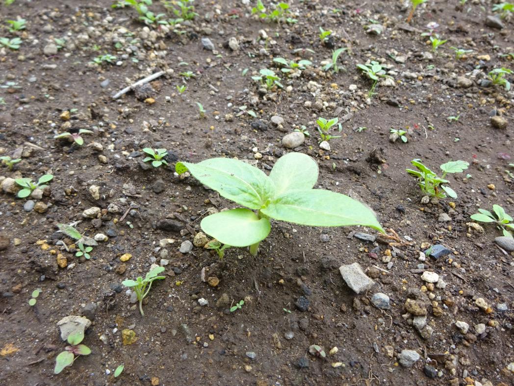 植物の芽 植物の芽