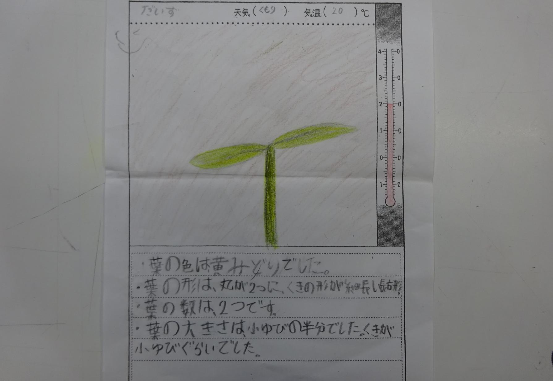 観察カード