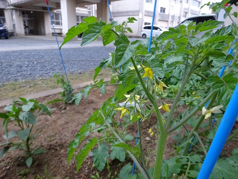 トマトの花 トマトの花