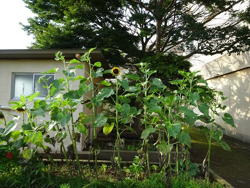 大きく生長しました 大きく生長しました