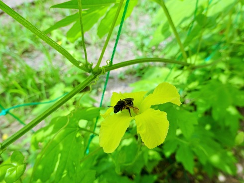 蜂のお客さん