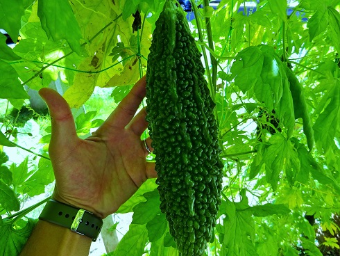 立派に育っています