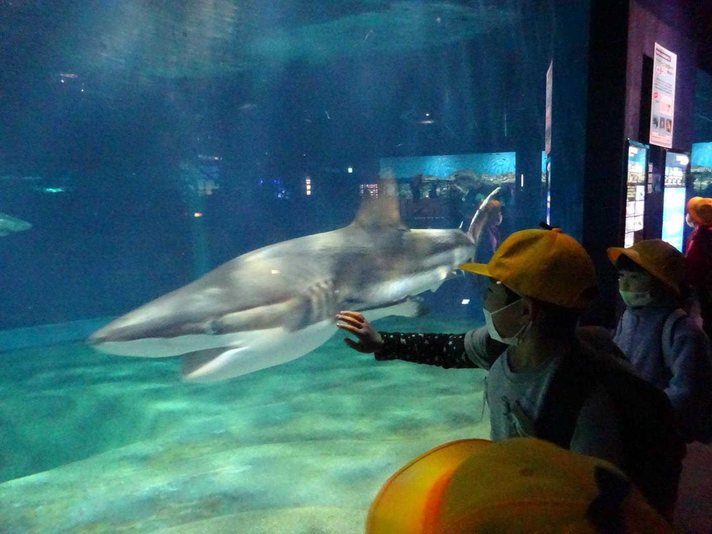 サメの水槽 サメの水槽