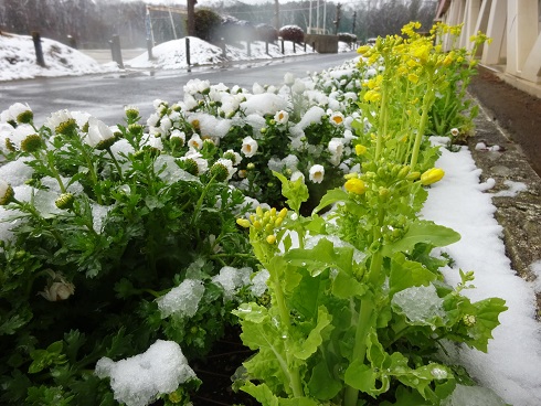 雪1 雪1