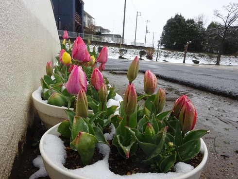 雪3 雪3
