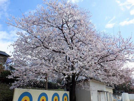校庭の桜です
