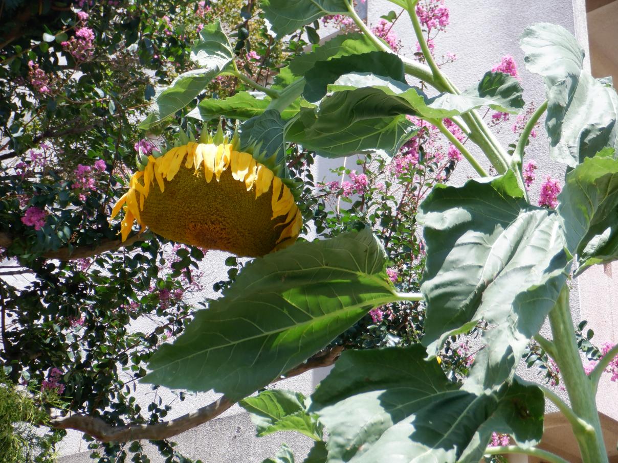 DSCF1365
