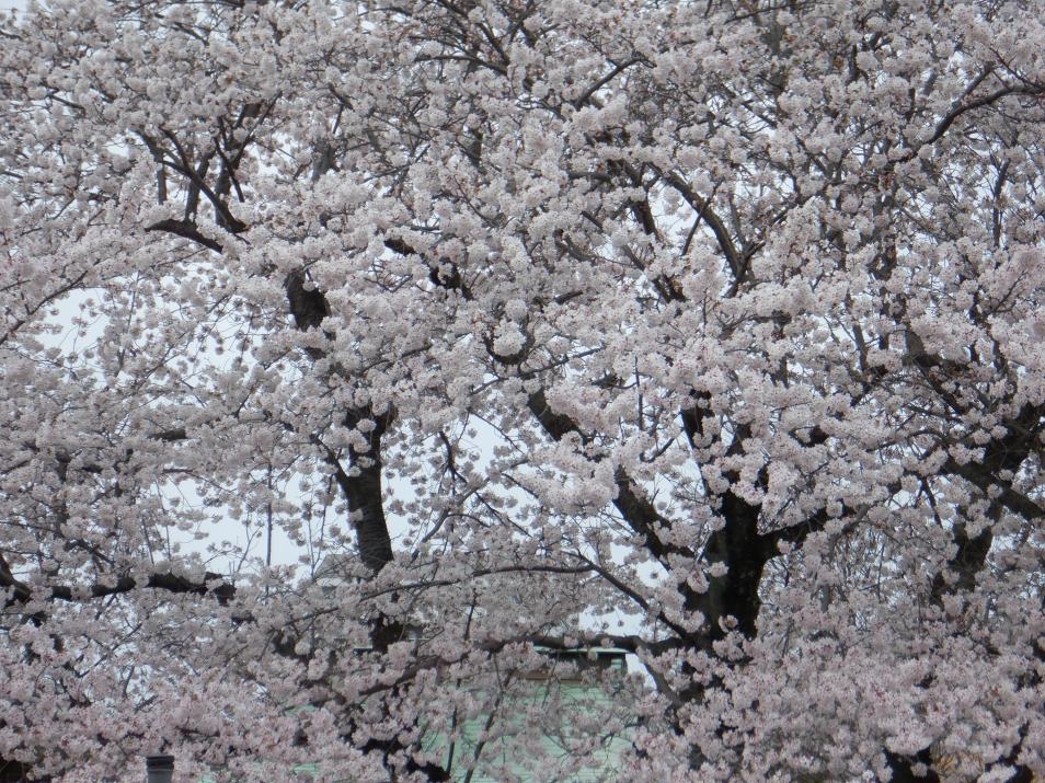 DSCF4373 DSCF4373