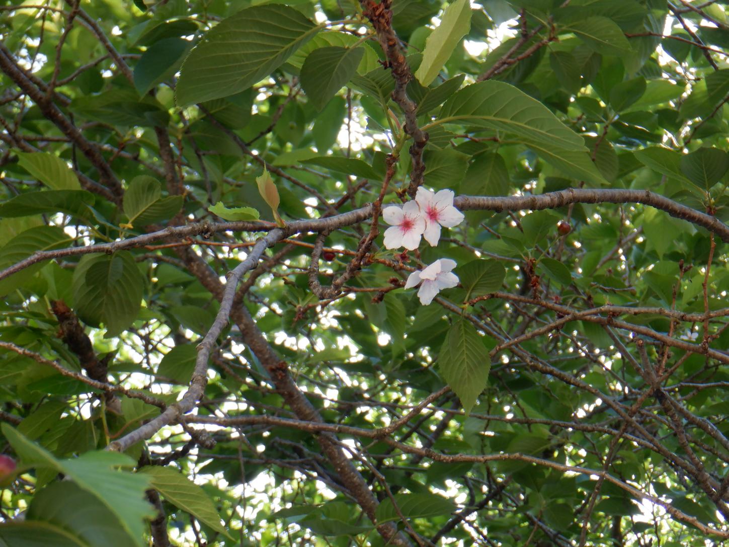 DSCF4009