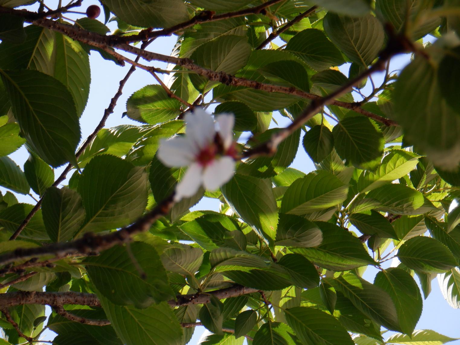 DSCF4010 DSCF4010