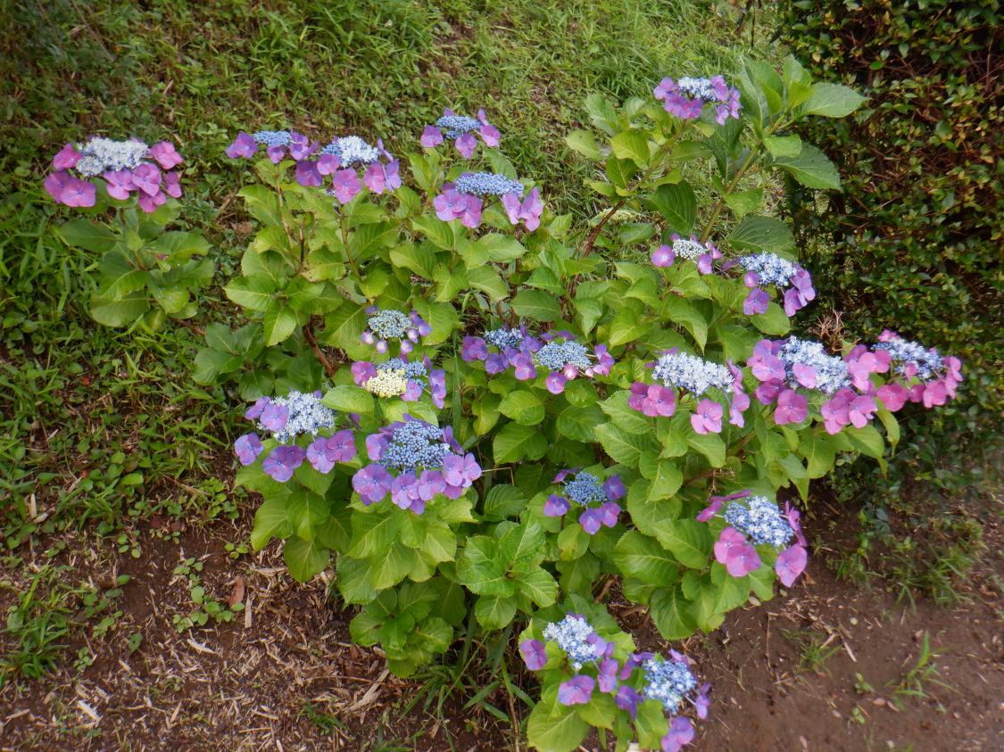 DSCF4484