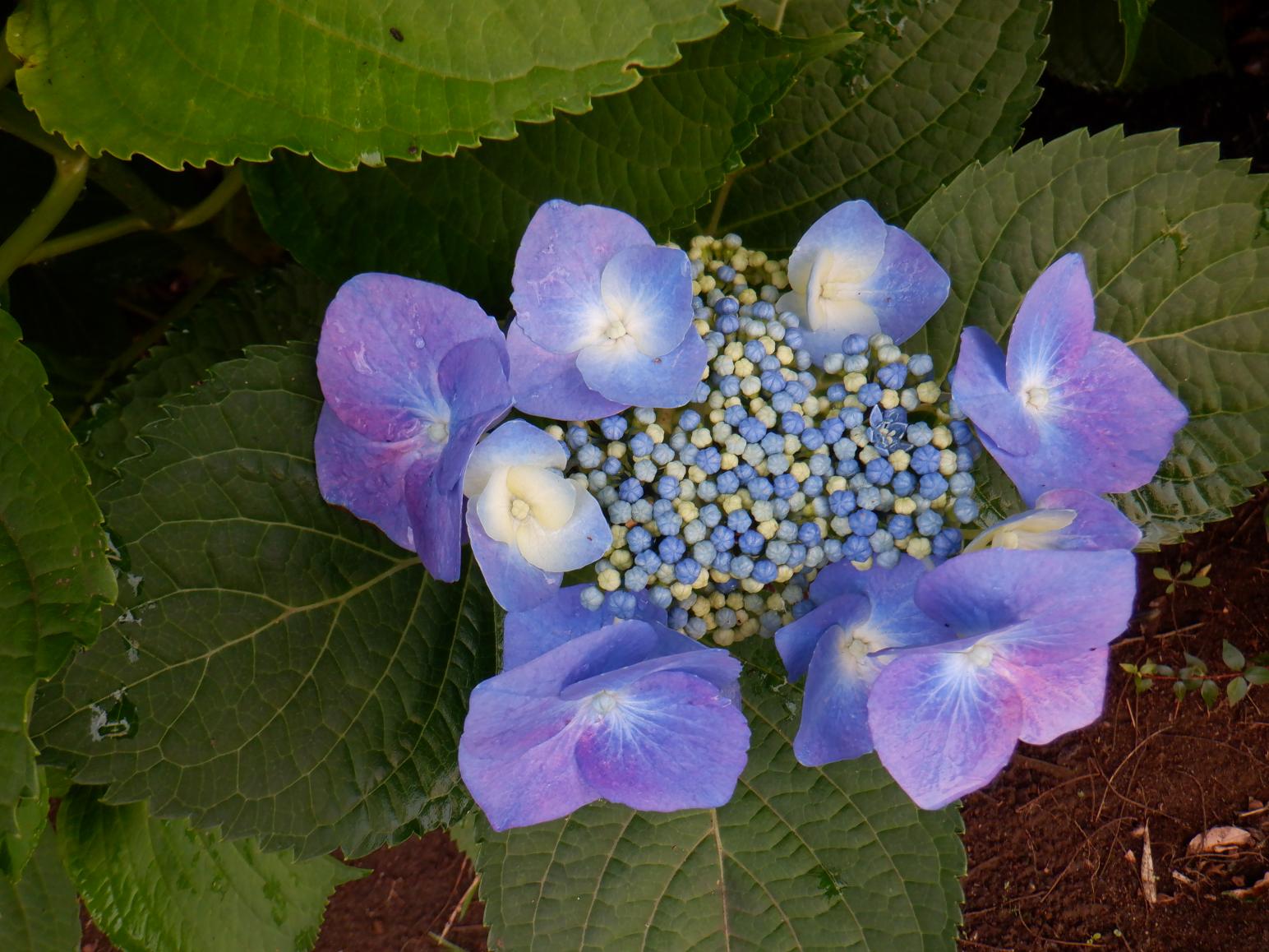 DSCF4487