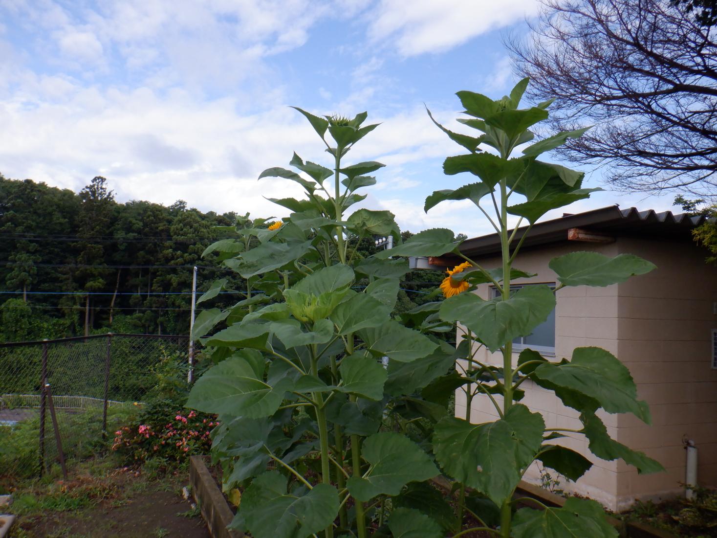 DSCF4491