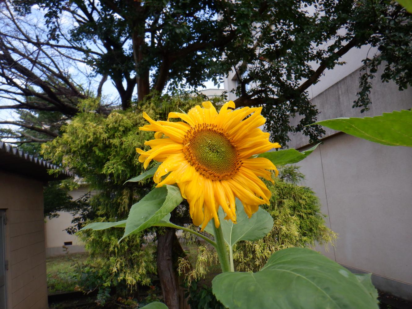DSCF4490