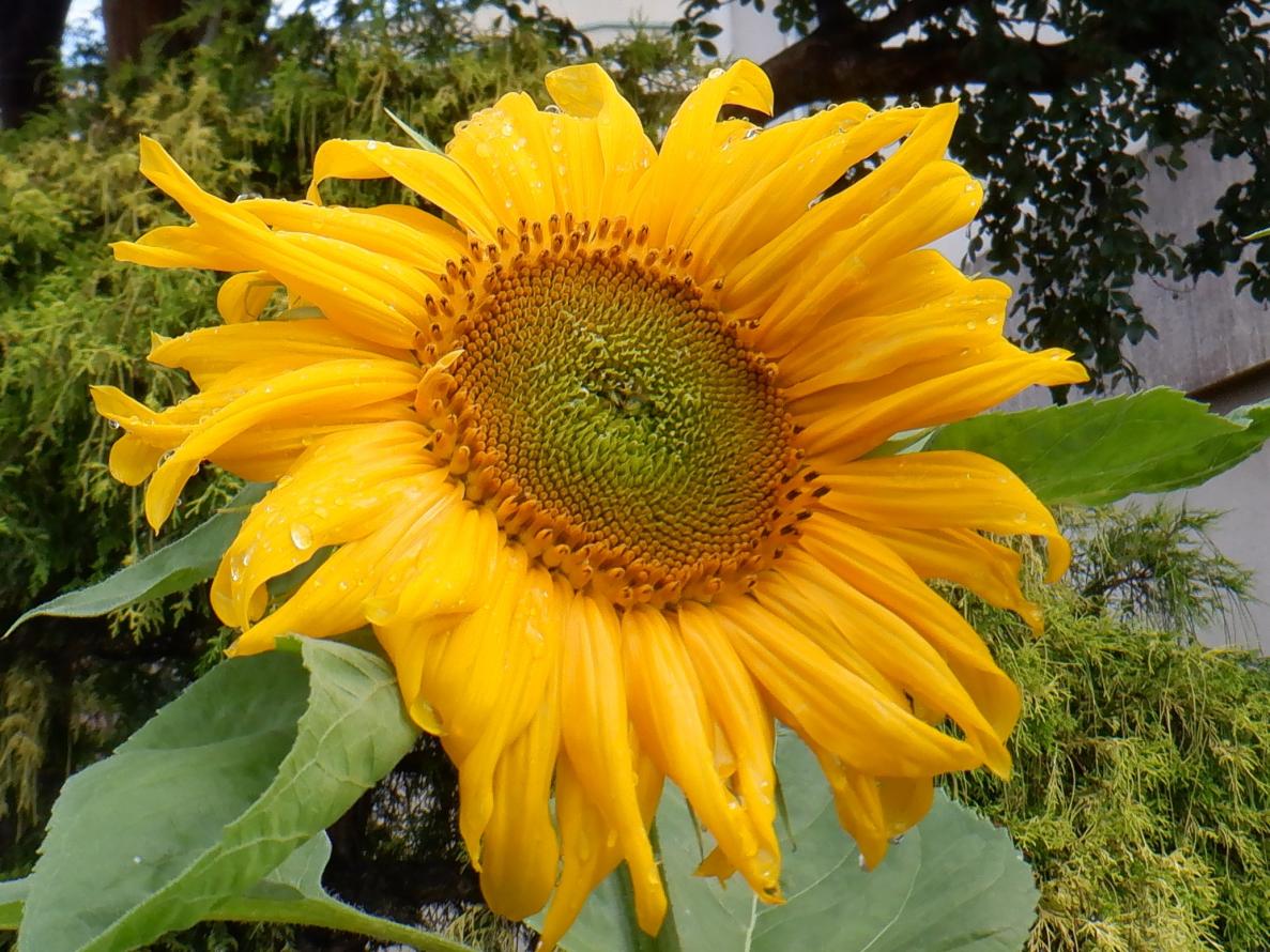 DSCF4490