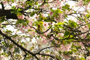 桜