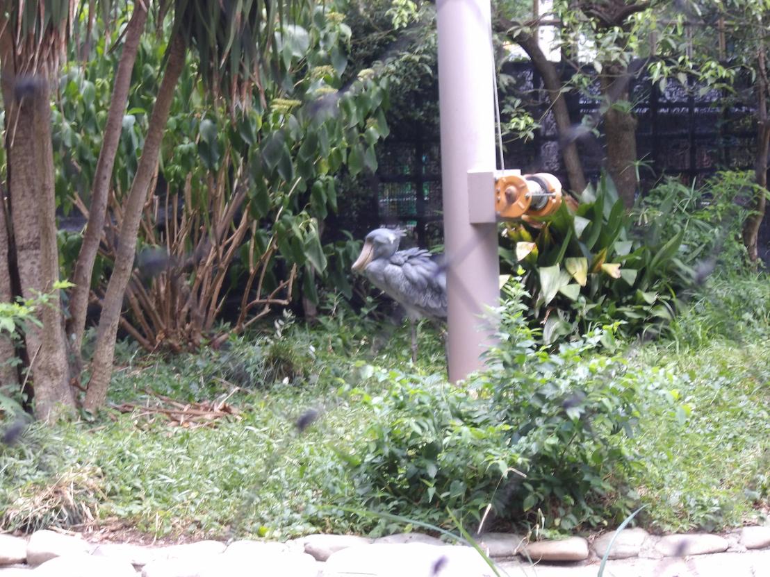 IMGP0161