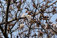 桜開花2