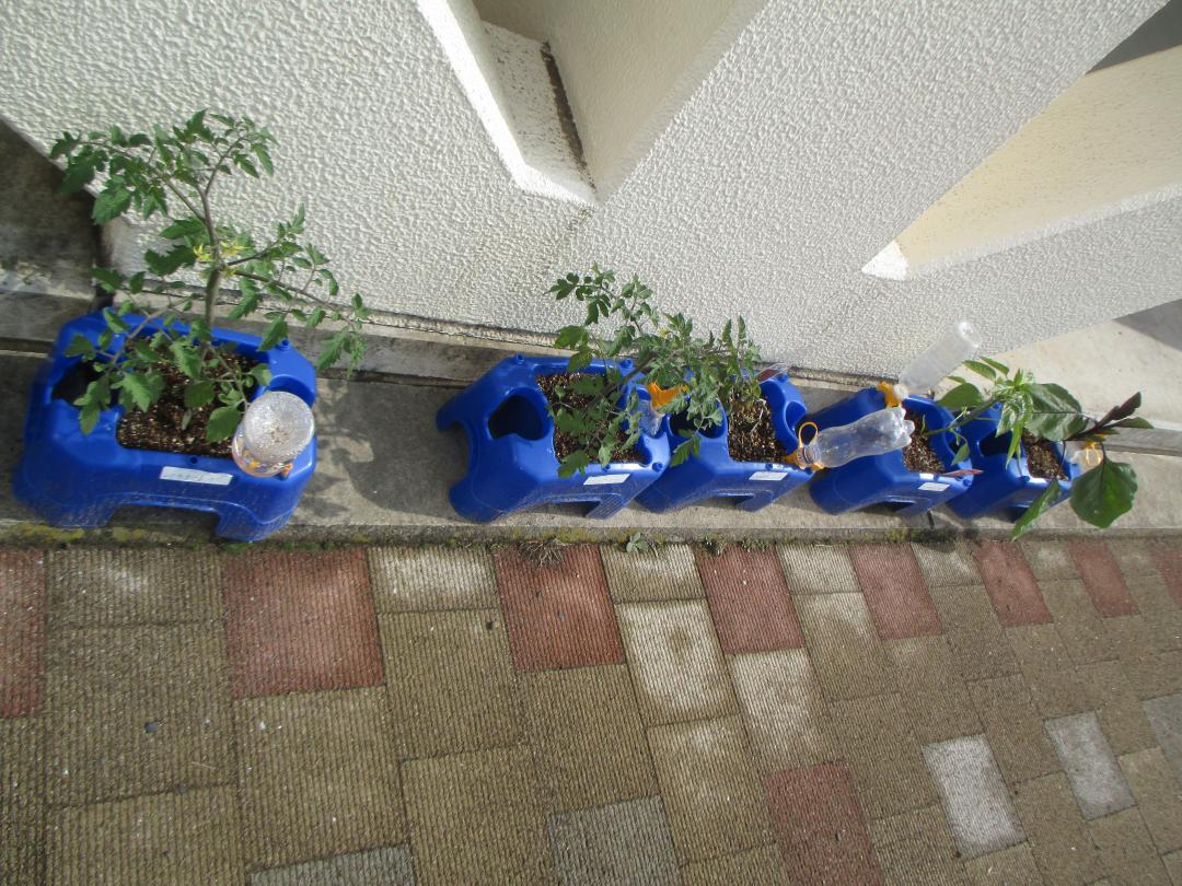 2年生野菜 (5) 2年生野菜 (5)