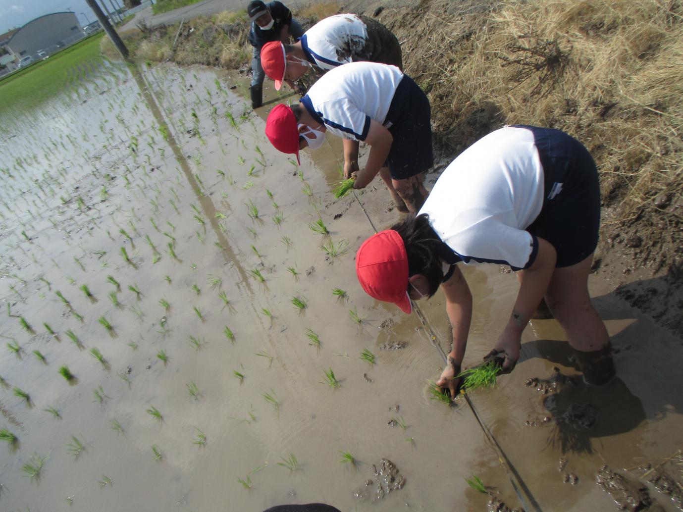 0610田植え (1) 0610田植え (1)