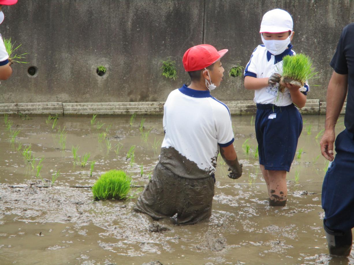 0610田植え (3) 0610田植え (3)