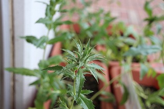 IMG_3622 IMG_3622
