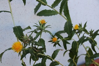 IMG_3750 IMG_3750