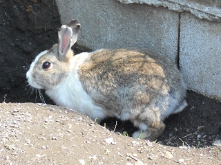 ショコラ ショコラ