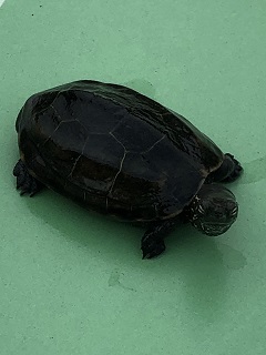 ぴーすけ(3) ぴーすけ(3)