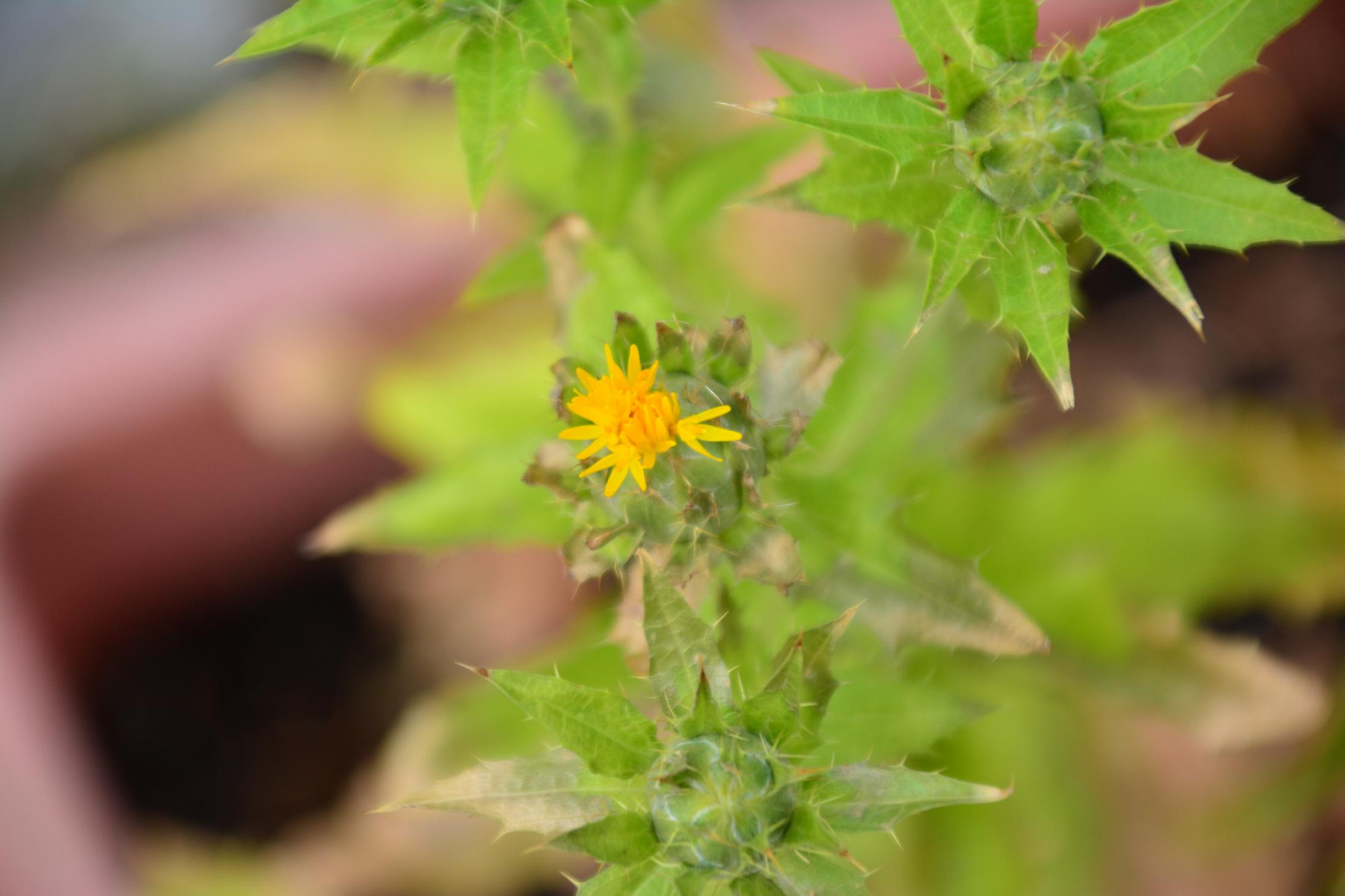 DSC_0729 DSC_0729
