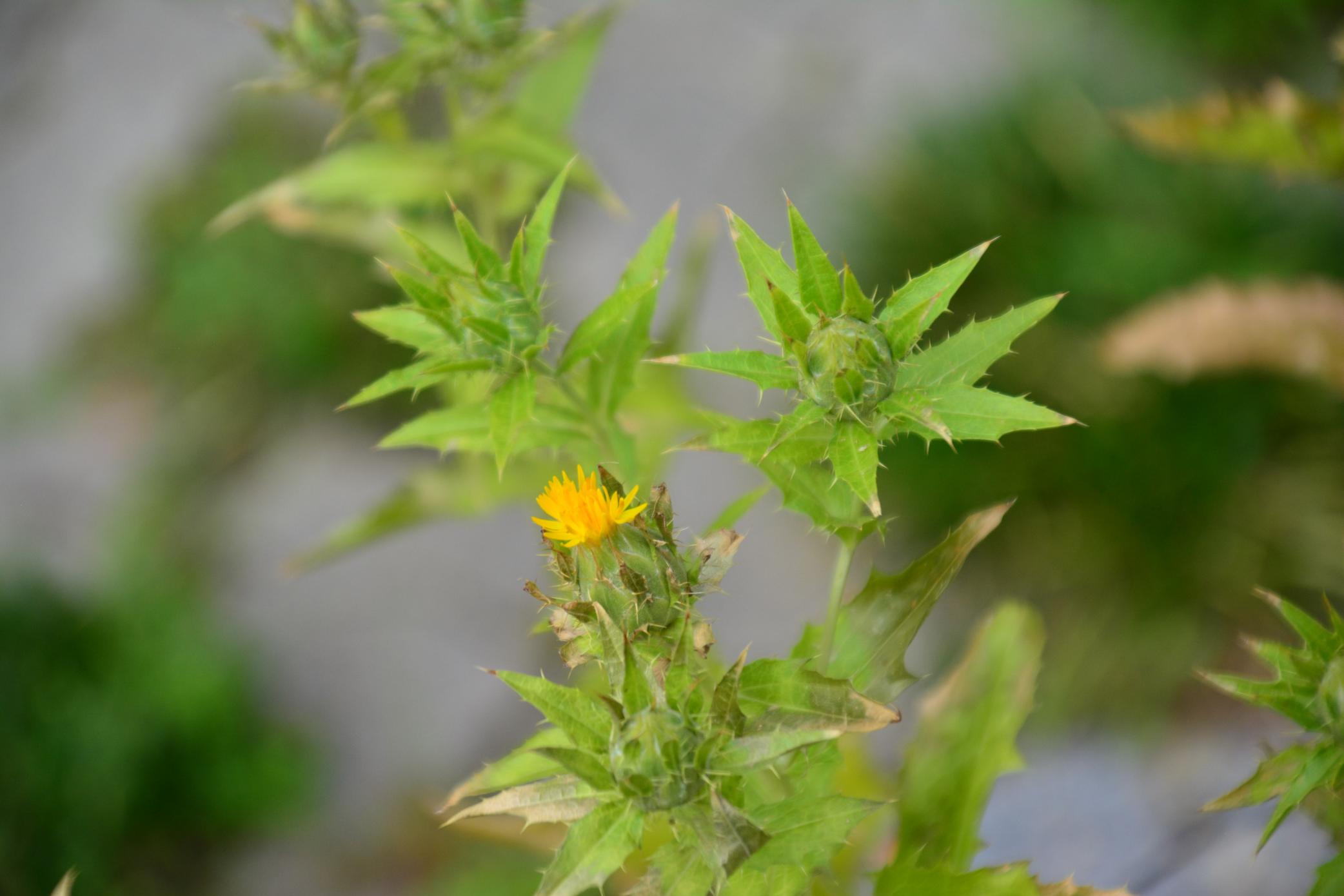 DSC_0730 DSC_0730